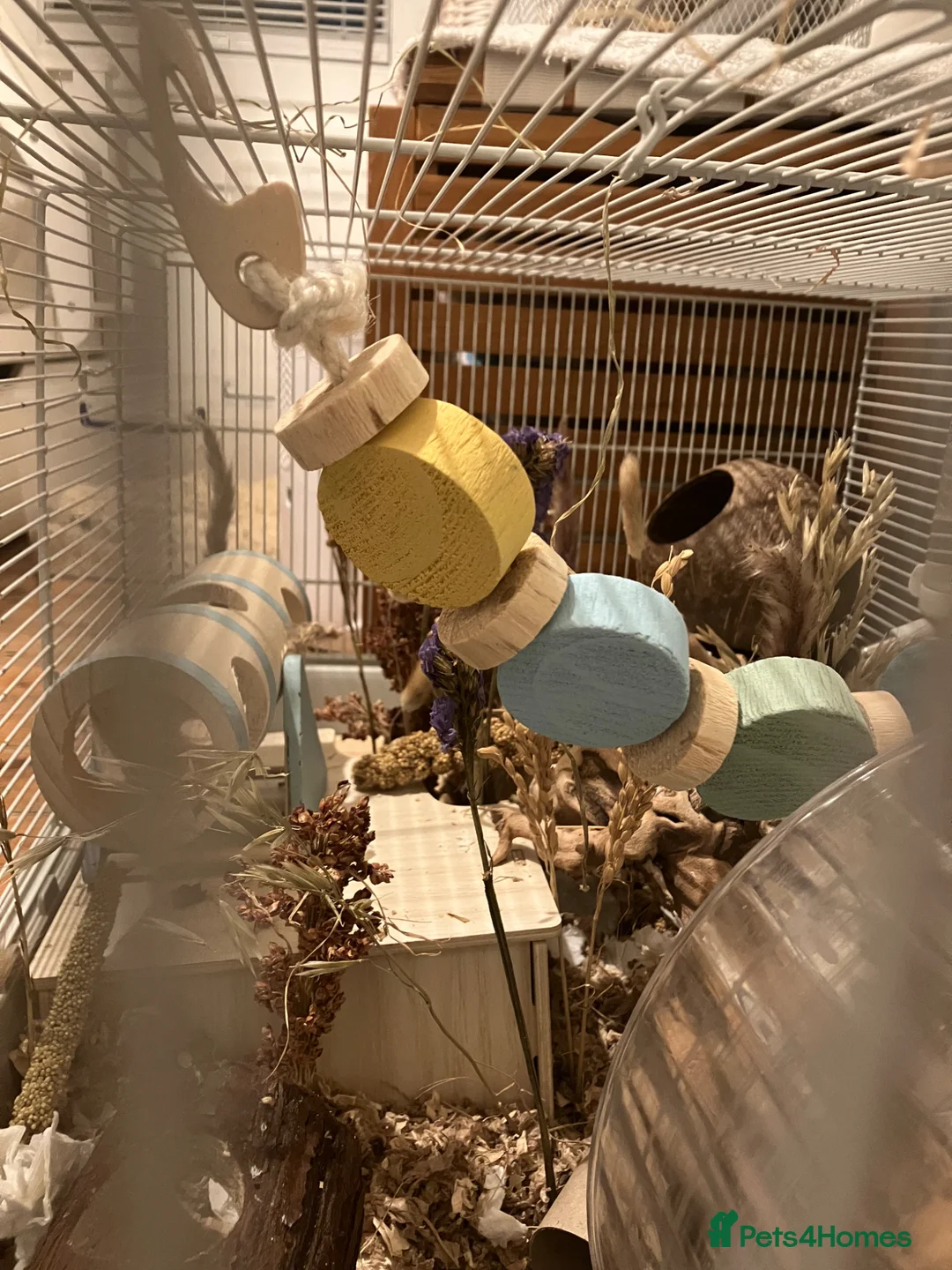 Hamster rodents for sale: 💕 Beautiful Robo in need of a home - with cage - Advert 2