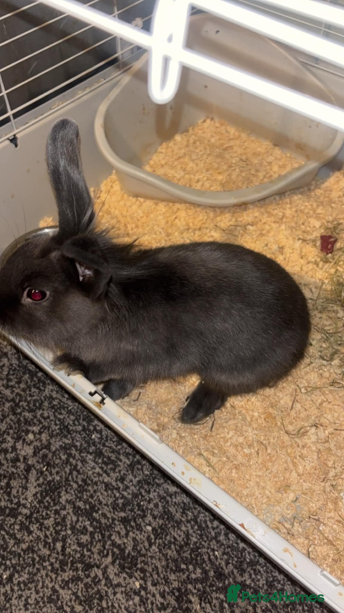 Mixed Breed rabbits 2 Rabbits for sale - Advert 3