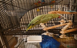 Ringnecks birds for sale: Indian ringneck for sale Name: Luna - Image 3