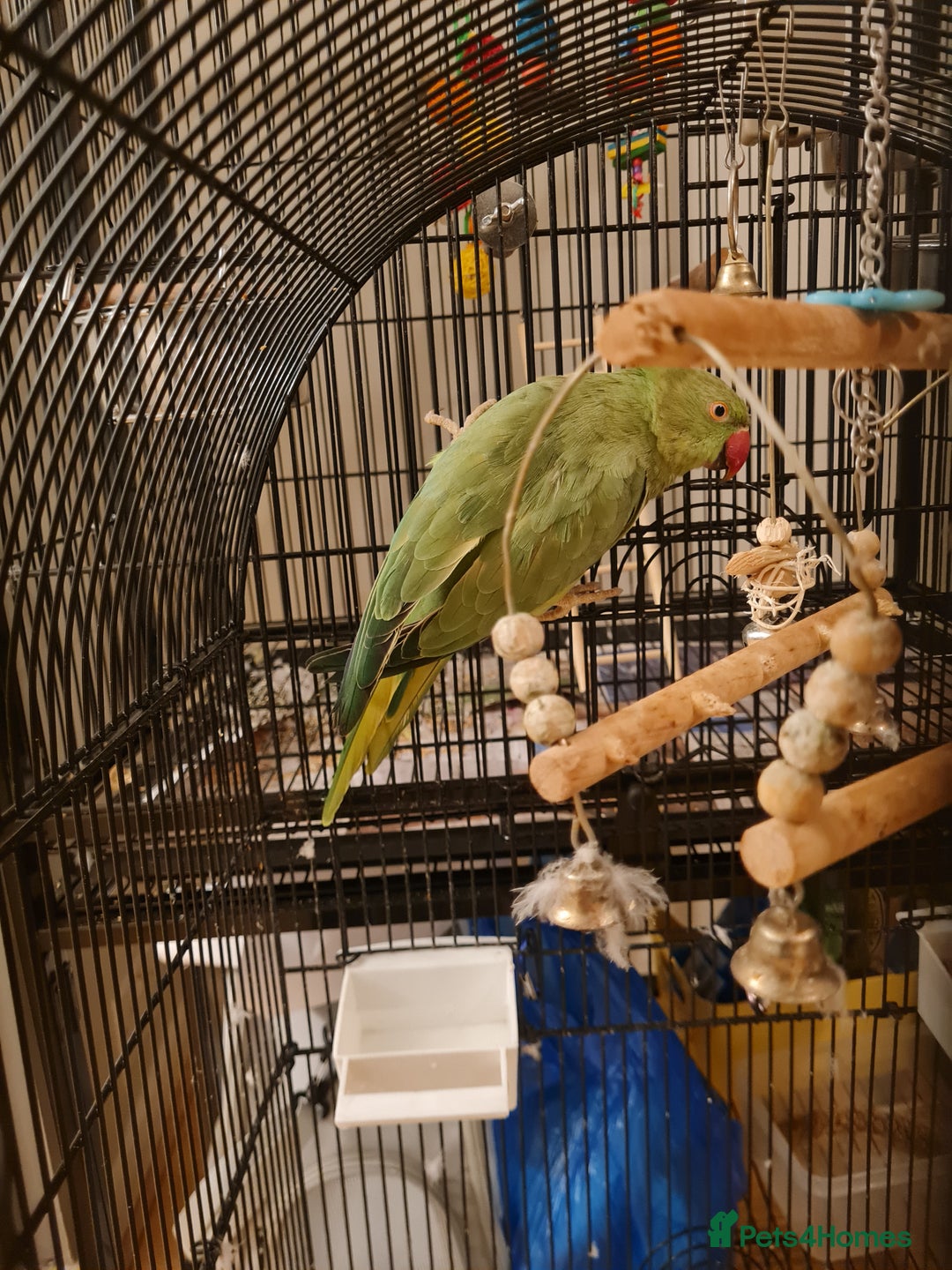 Ringnecks birds for sale: Indian ringneck for sale Name: Luna - Image 3