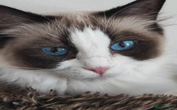 Ragdoll cats for sale: Pedigree ragdoll - Image 3
