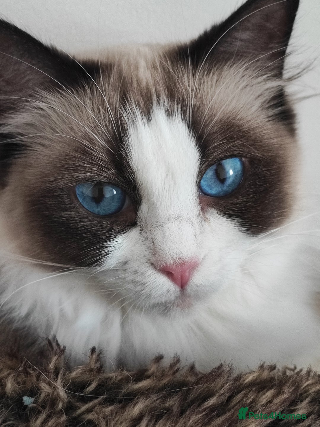 Ragdoll cats for sale: Pedigree ragdoll - Image 3