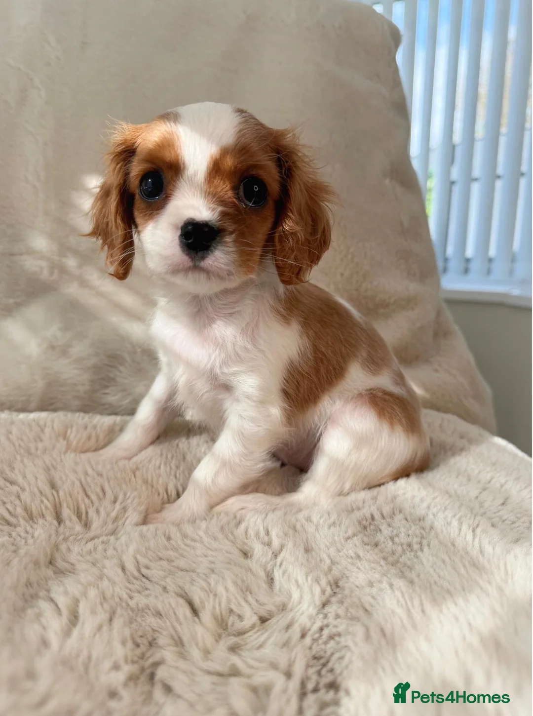 Cavalier King Charles Spaniel dogs for sale: Cavalier King Charles spaniel  - Advert 2