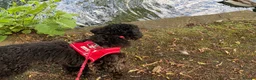 Toy Poodle dogs for sale: Black toy poodle in Manchester - Advert 12