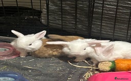 Mixed Breed rabbits for sale: Adorable Mini lop crosses  - Image 11