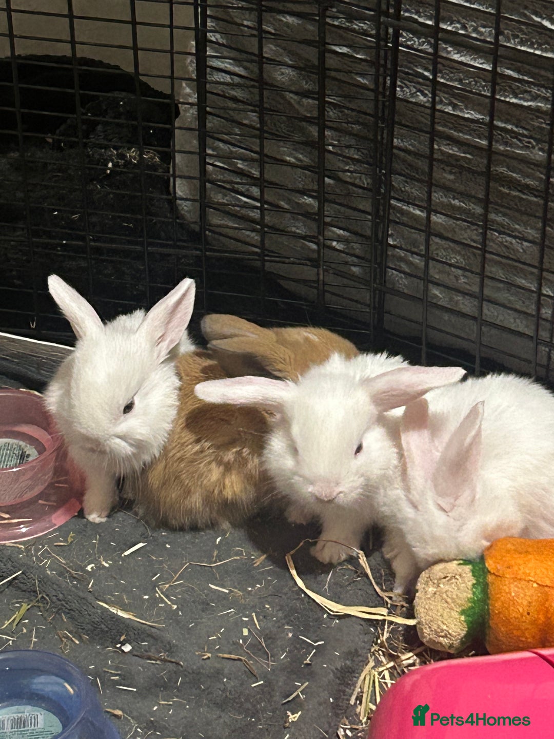 Mixed Breed rabbits for sale: Adorable Mini lop crosses  - Image 11