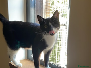 Domestic Shorthair cats for sale - Advert 1