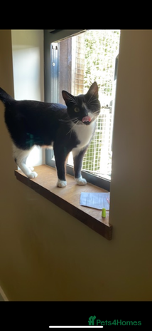 Domestic Shorthair cats - Advert 4