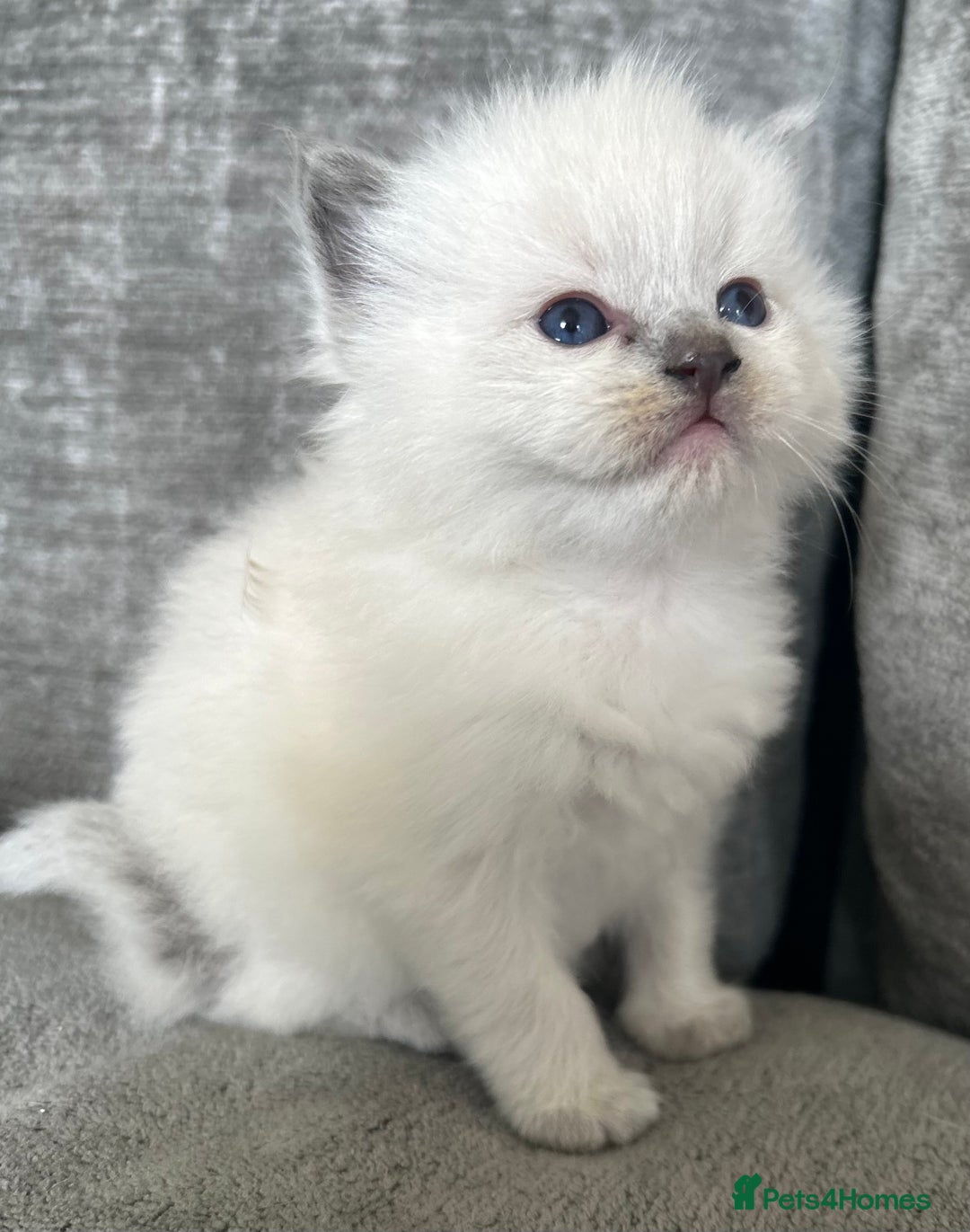 Ragdoll cats for sale: Ragdoll kittens for sale  - Image 2