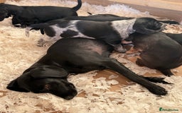 Cockerdor dogs for sale: Cockerdor puppies ready 10th October.  - Image 19