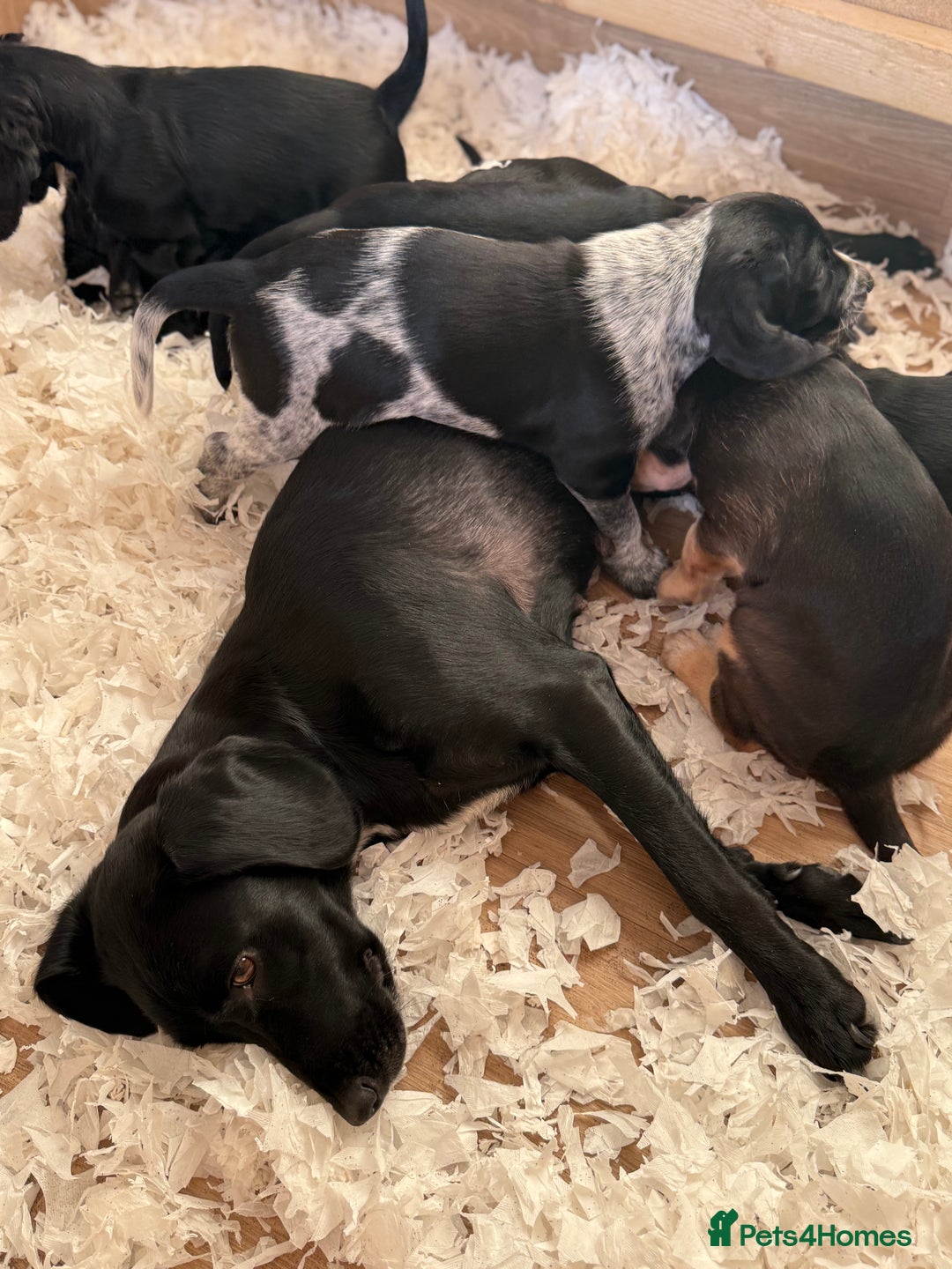 Cockerdor dogs for sale: Cockerdor puppies ready 10th October.  - Image 19