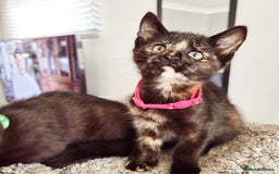 Mixed Breed cats for sale: Norwegian x pixiebob kittens mix available  - Image 20