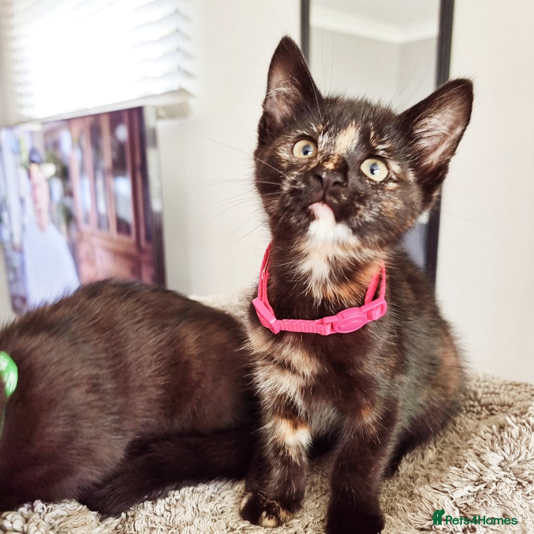 Mixed Breed cats for sale: Norwegian x pixiebob kittens mix available  - Image 20