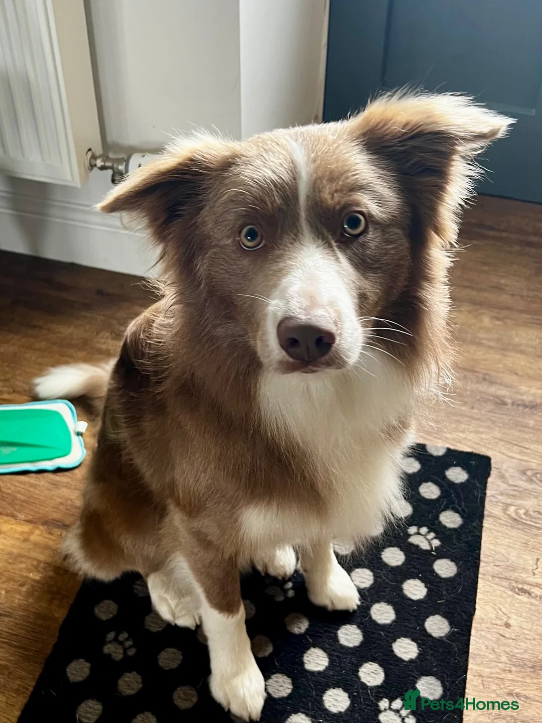 Border Collie dogs for stud: Lilac border collie for stud in Whitby - Advert 7