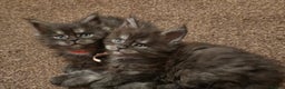 Maine Coon cats for sale: Tica reg Mainecoon kittens - Advert 1