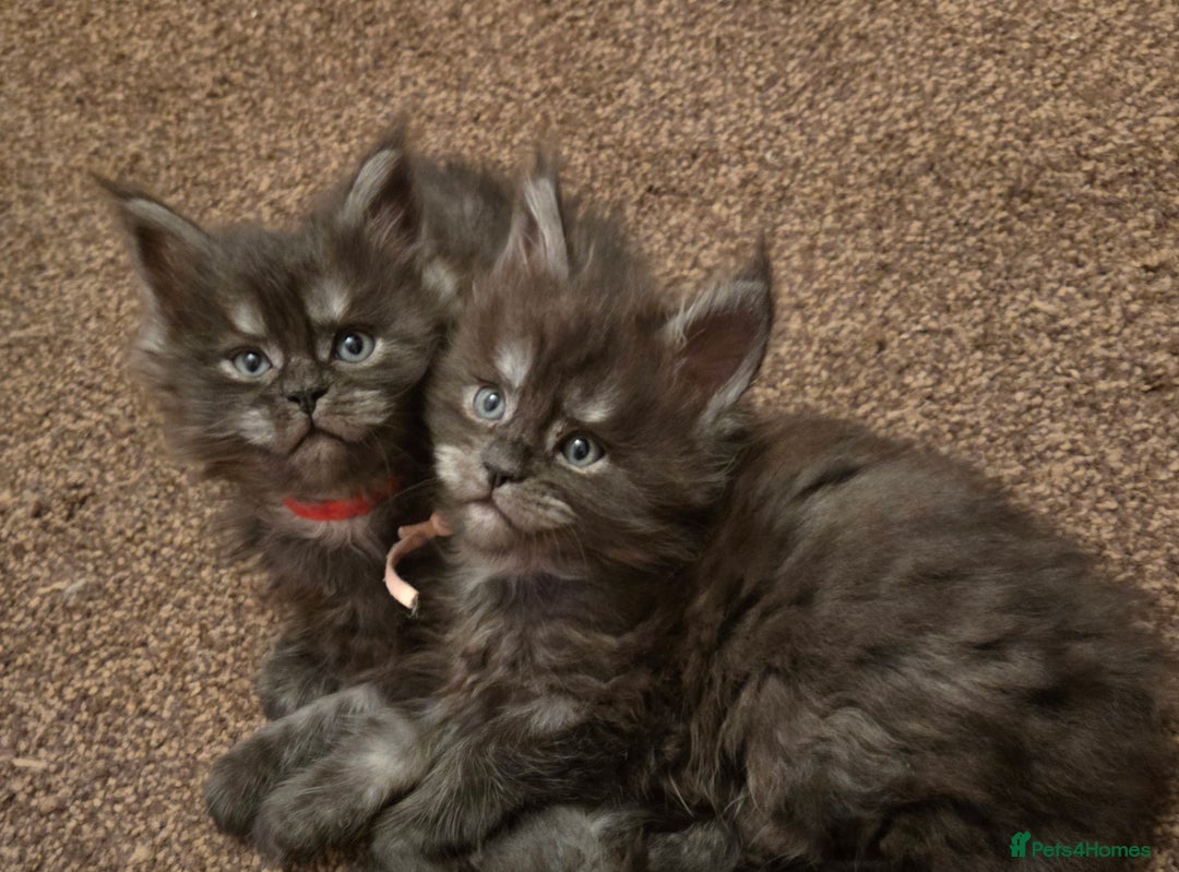 Maine Coon cats for sale: Tica reg Mainecoon kittens - Advert 1