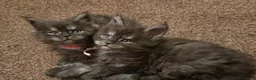 Maine Coon cats for sale: Tica reg Mainecoon kittens 1 boy left - Advert 1