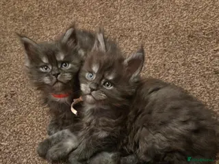 Maine Coon cats Tica reg Mainecoon kittens 1 boy left - Advert 8