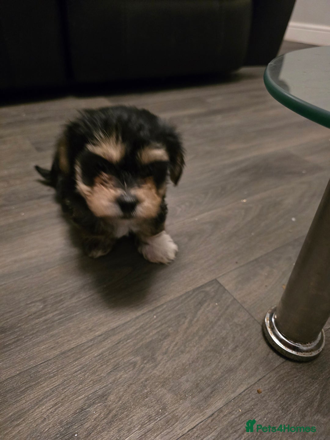 Morkie dogs for sale: Morkie puppies for sale - Advert 21