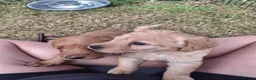 Labradoodle dogs for sale: 🌟Stunning Miniature Labradoodle Pups🌟 - Advert 15