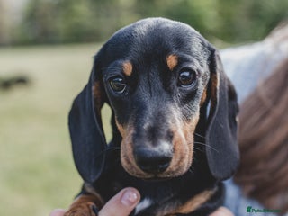 Miniature Dachshund dogs in Stowmarket - Advert 27