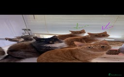 Domestic Shorthair cats for sale: Father& daughter cat Rehome. - Image 4