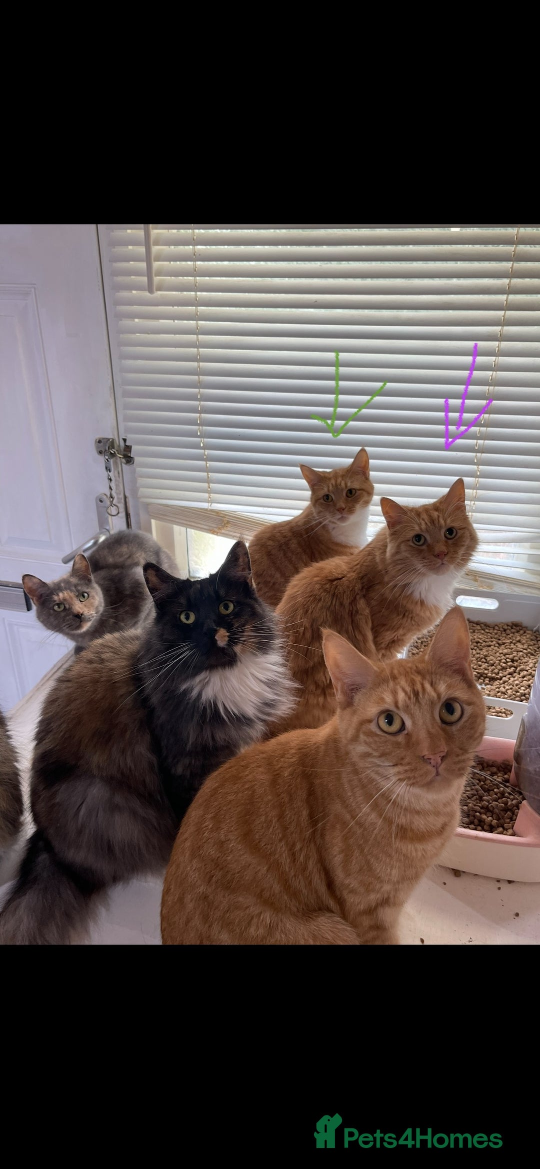 Domestic Shorthair cats for sale: Father& daughter cat Rehome. - Image 4