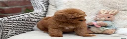 Mixed Breed dogs for sale: Exquisite litter of CAVAPOOCHONS ready now  - Advert 3