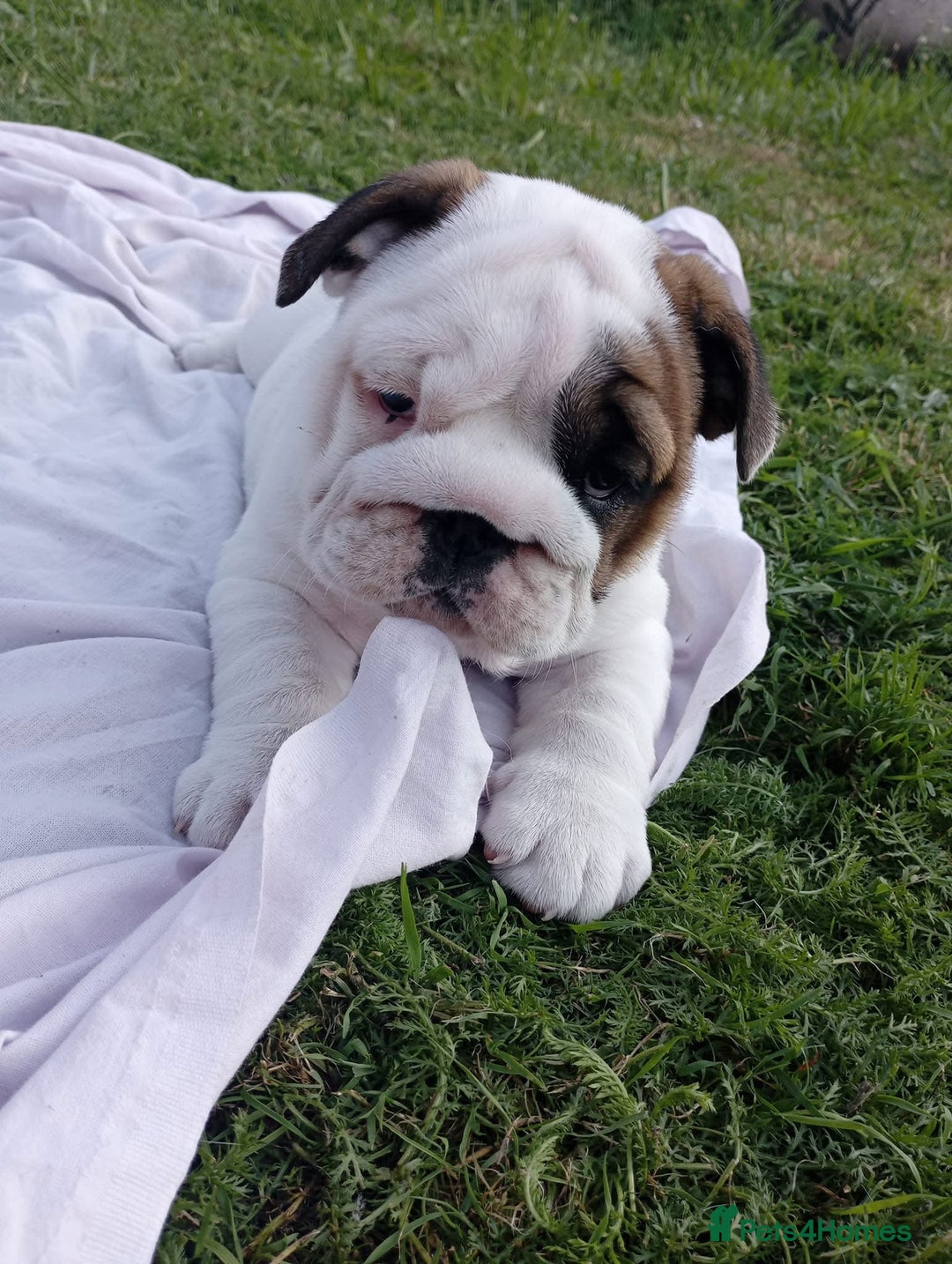 English Bulldog dogs for sale: 😍 Beautiful English bulldog puppies 🐶 ❤️  - Advert 6