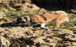 Akita dogs for stud: Akita Stud – Strong, Loyal & Family Raised - Image 11