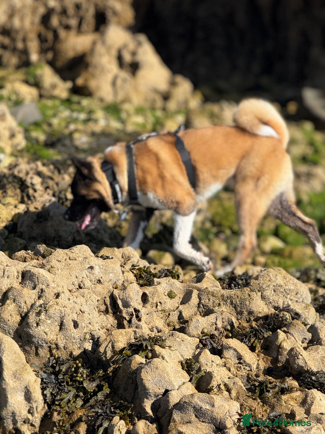 Akita dogs for stud: Akita Stud – Strong, Loyal & Family Raised - Image 11