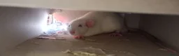 Rat rodents for sale: 3 Male rats plus cage, food and bedding etc in Cheltenham - Advert 2