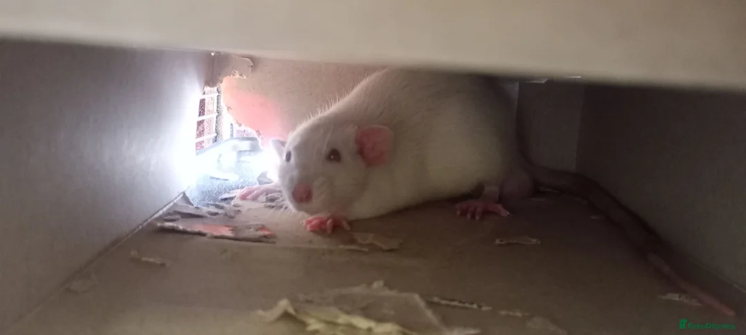 Rat rodents for sale: 3 Male rats plus cage, food and bedding etc in Cheltenham - Advert 2