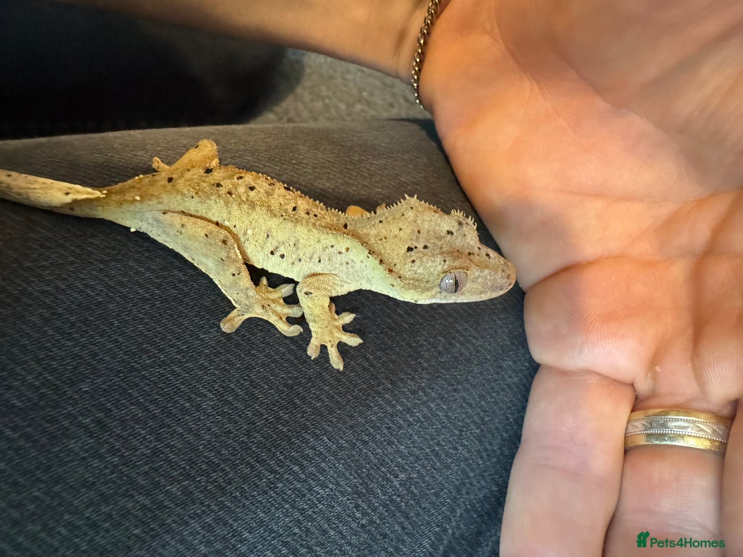 Gecko reptiles for sale: Baby crested geckos for sale  - Advert 10