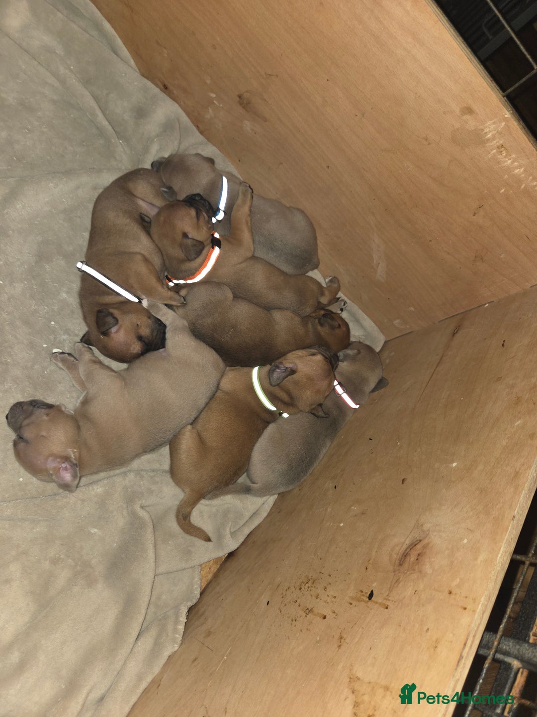 Staffordshire Bull Terrier dogs for sale: 2 red/2 red fawn puppies - Image 6