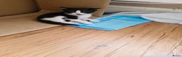 Mixed Breed cats for sale: Cute kitties are looking for a new home 🐈‍⬛ - Advert 10