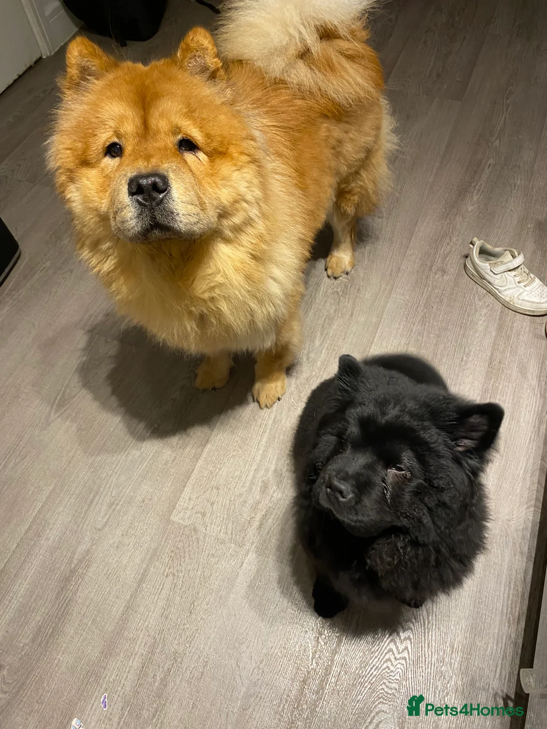 Chow Chow dogs for sale: Chow chow Puppy M - Advert 2