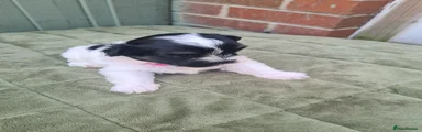 Shihpoo 6
