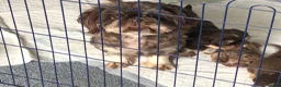 Shih Tzu dogs for sale: Shitzu puppies  - Advert 6