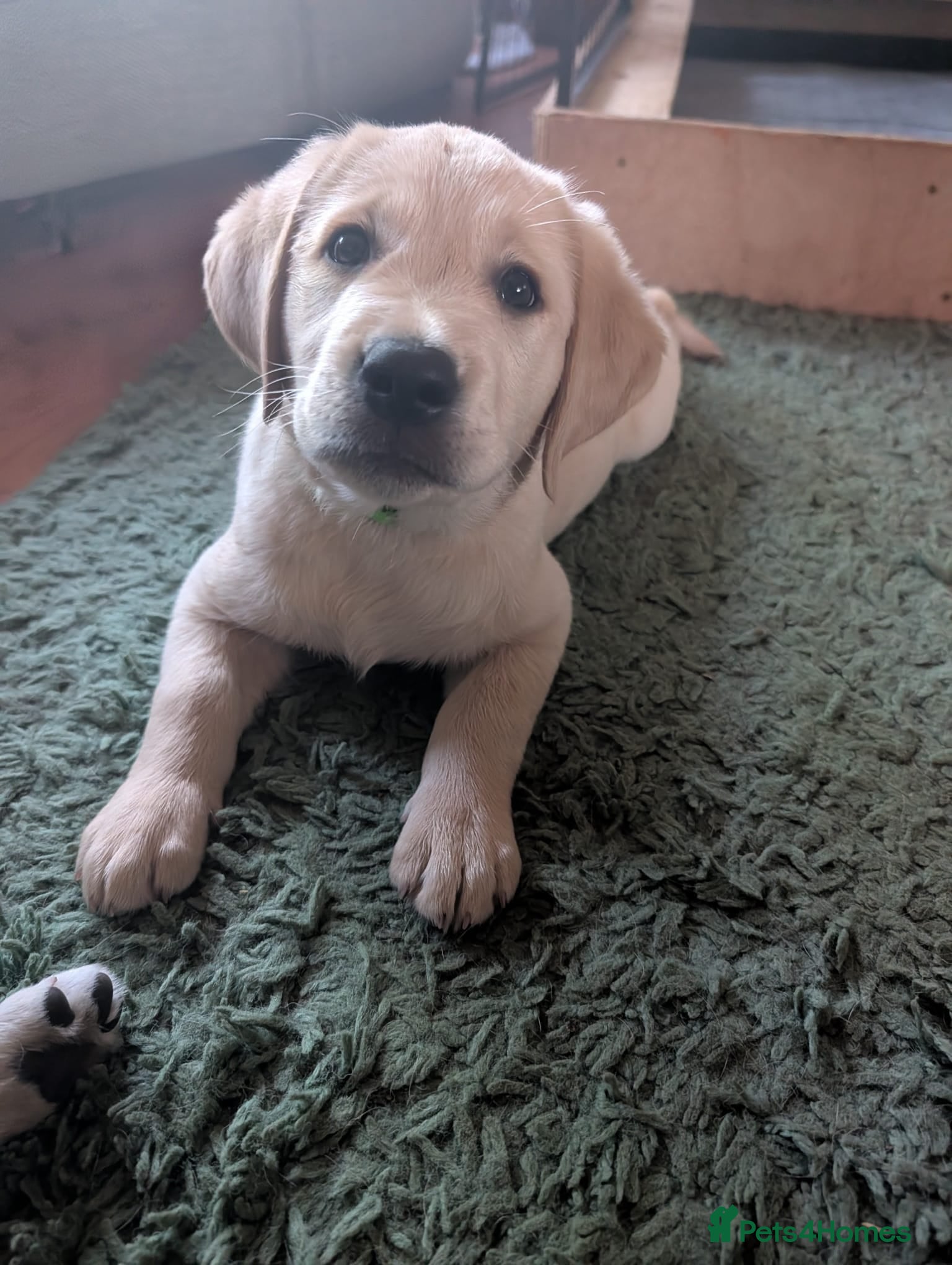 Labrador Retriever dogs 3 boys and 1 girl  - Advert 1