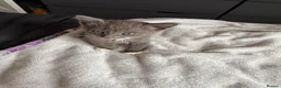 Russian Blue cats for sale: Russian blue x tabby cute kittens  - Advert 3
