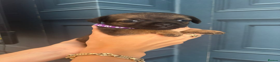 Nelly