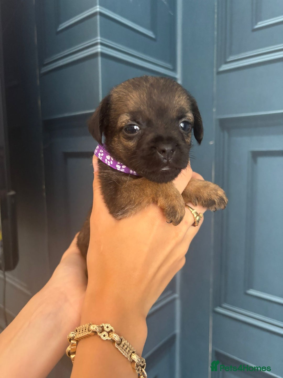 Border Terrier dogs for sale: Slem clear stunning boarder terrier puppies  - Image 21