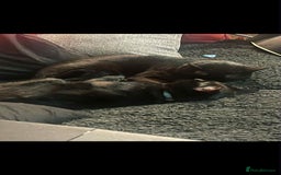 Mixed Breed cats for sale: Brothers looking for loving home  - Image 6