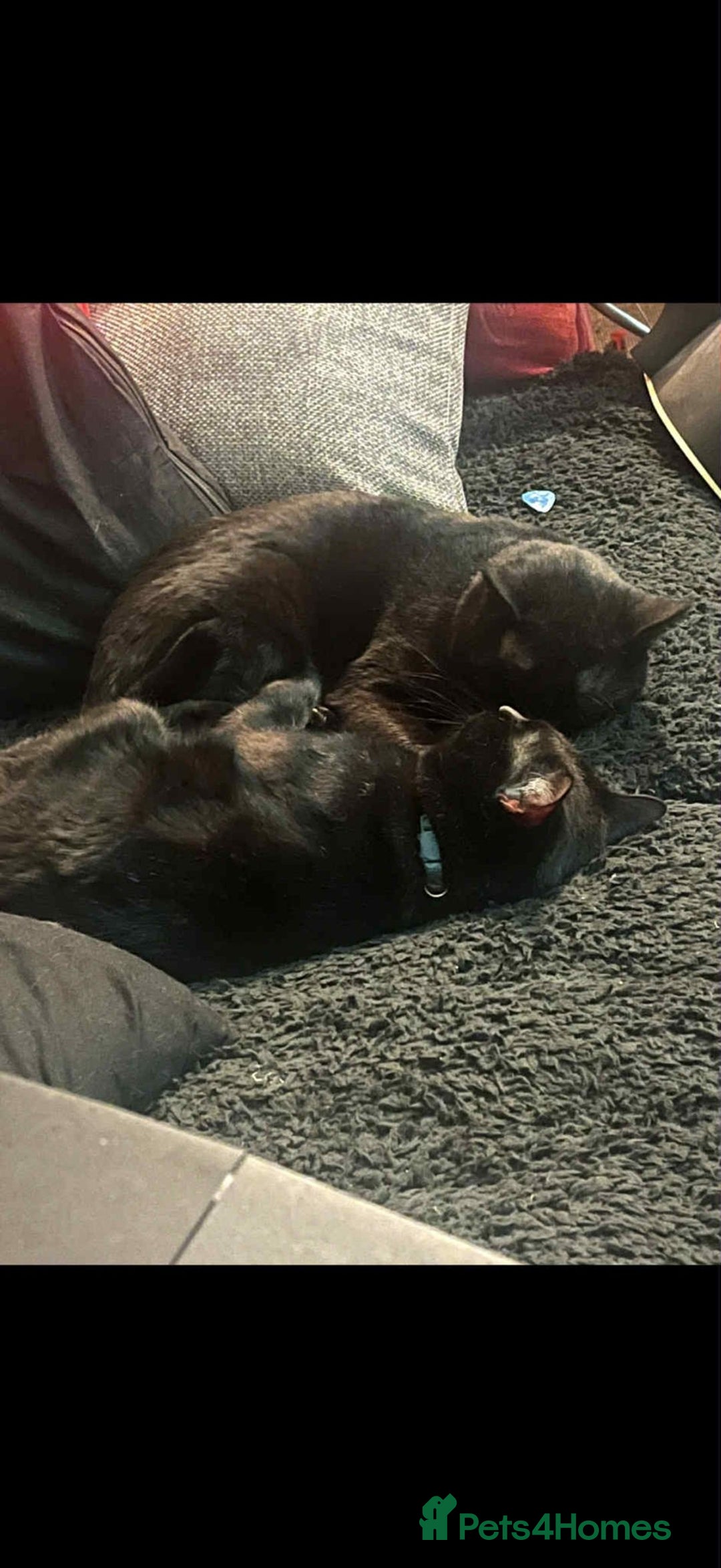 Mixed Breed cats for sale: Brothers looking for loving home  - Image 6