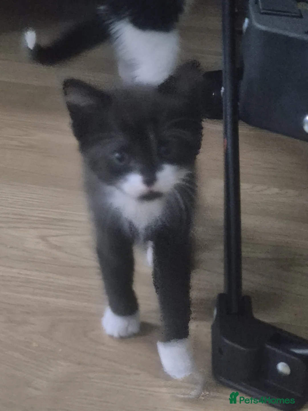 Mixed Breed cats for sale: 12Week Old Kittens Looking for Their Forever Homes - Advert 3