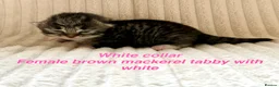 Siberian cats for sale: Really pretty Pedigree Siberian kittens in Droitwich - Advert 5