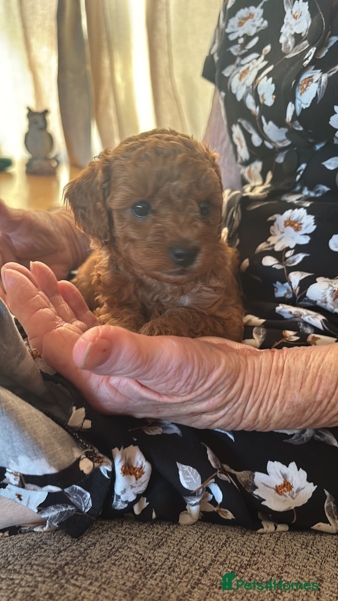Toy Poodle dogs for stud: For stud  - Image 4