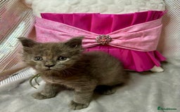 Maine Coon cats for sale: Beautiful GCCF reg Mainecoon kittens available  - Image 20