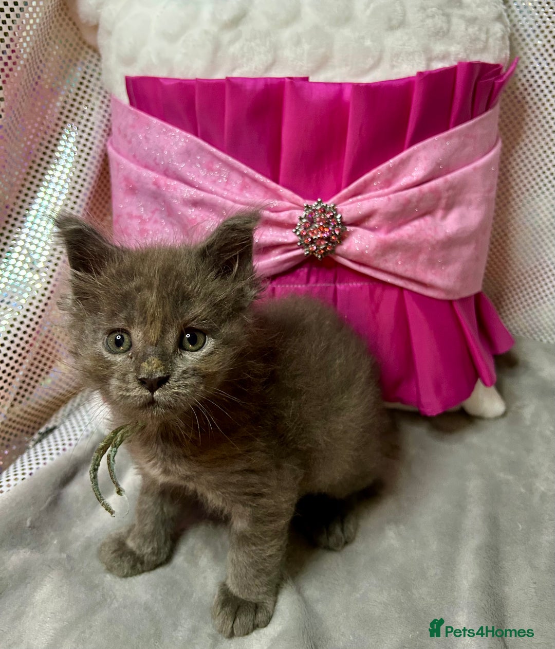 Maine Coon cats for sale: Beautiful GCCF reg Mainecoon kittens available  - Image 20